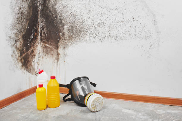 Best Home Mold Removal  in Hilltop, SC