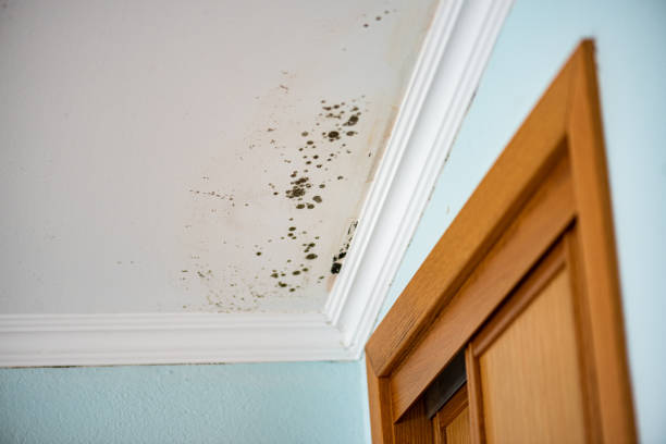 Best Mold Testing  in Hilltop, SC