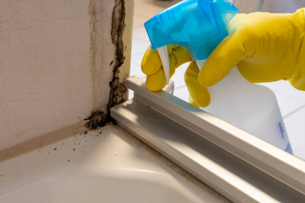 Best Certified Mold Removal  in Hilltop, SC