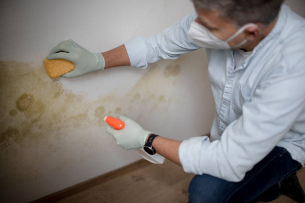 Best Mold Cleaning Services  in Hilltop, SC