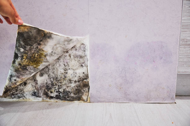 Best Toxic Mold Removal  in Hilltop, SC